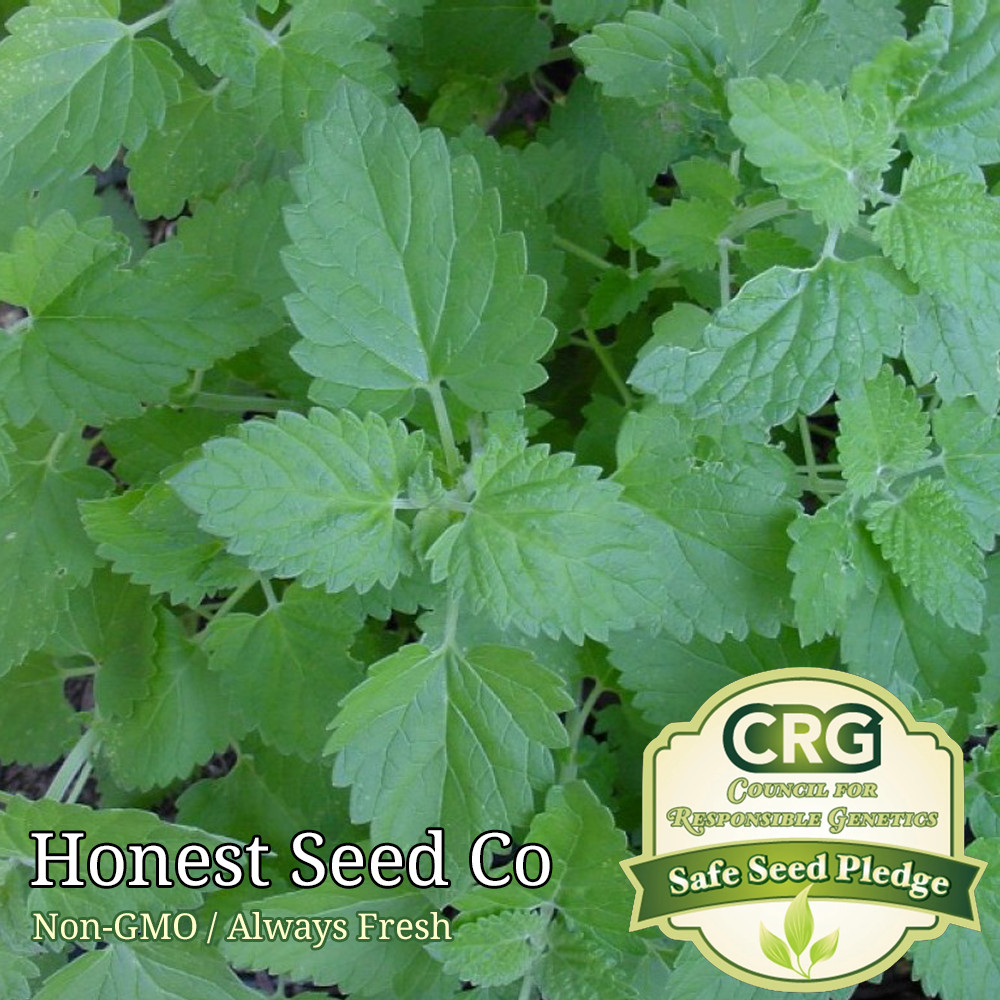 Catnip Catmint Seeds | Non-GMO | Heirloom | Fresh Garden Seeds from USA