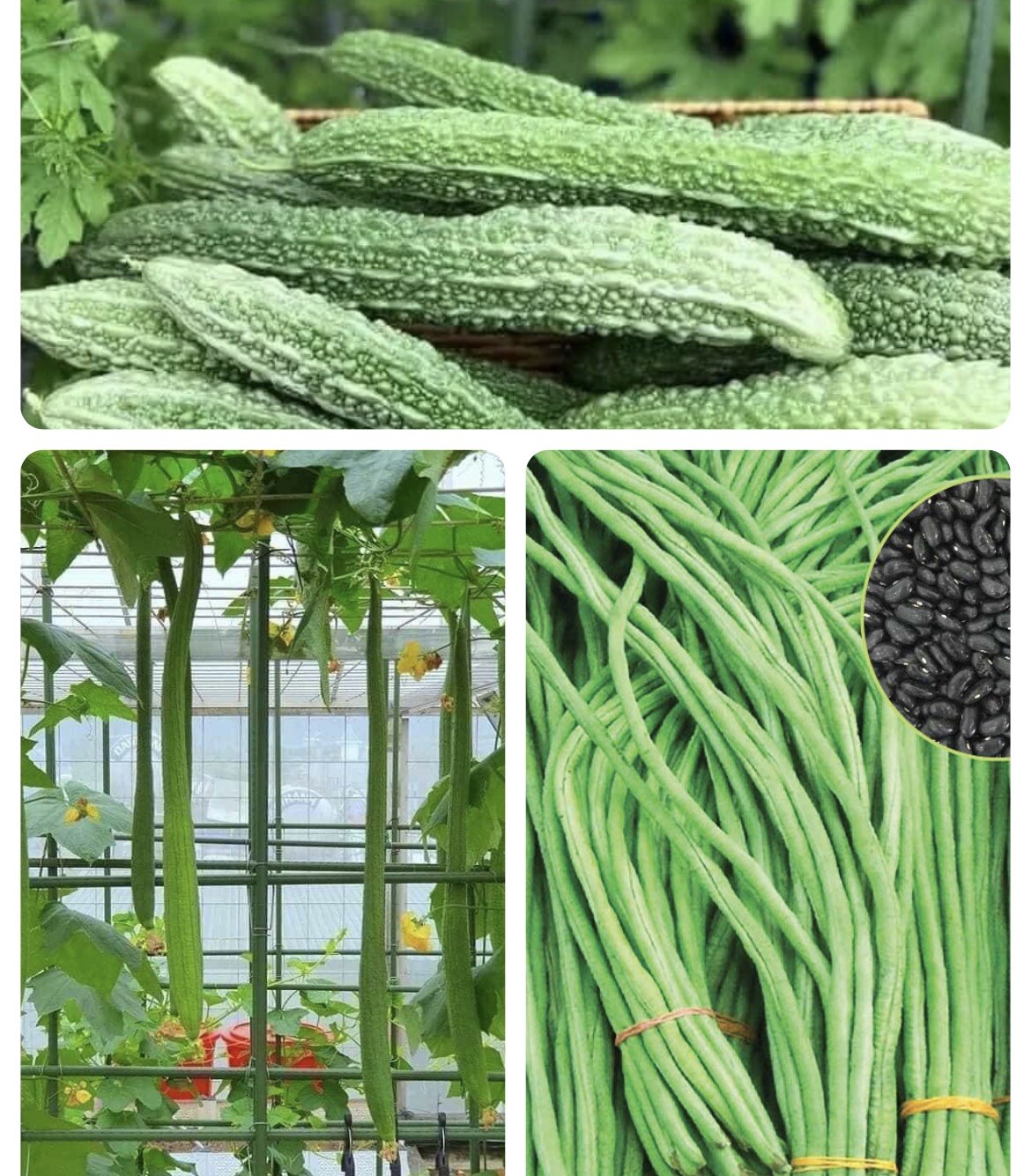 Extra Long Luffa And Bitter Melon And Long Yard Bean 100 Seeds