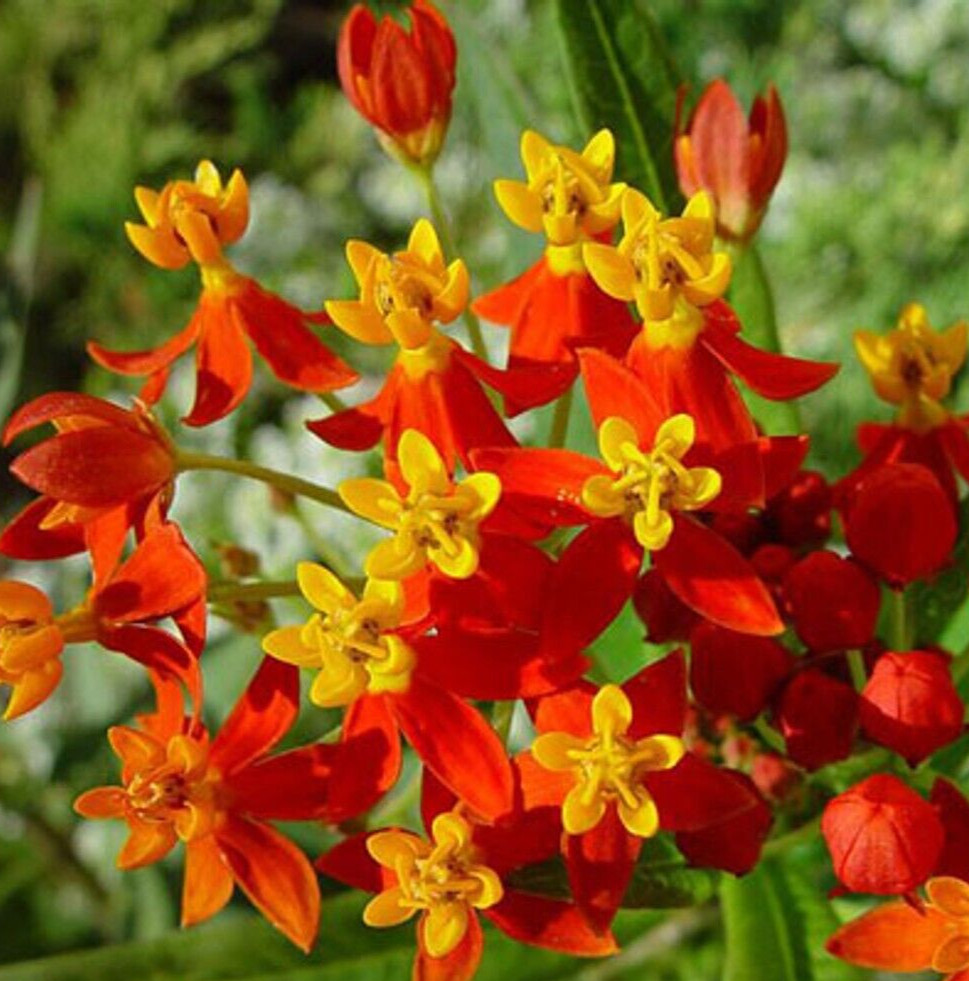 BLOOD FLOWER SEEDS 100+ “TROPICAL MILKWEED” annual FLOWER garden FREE SHIPPING