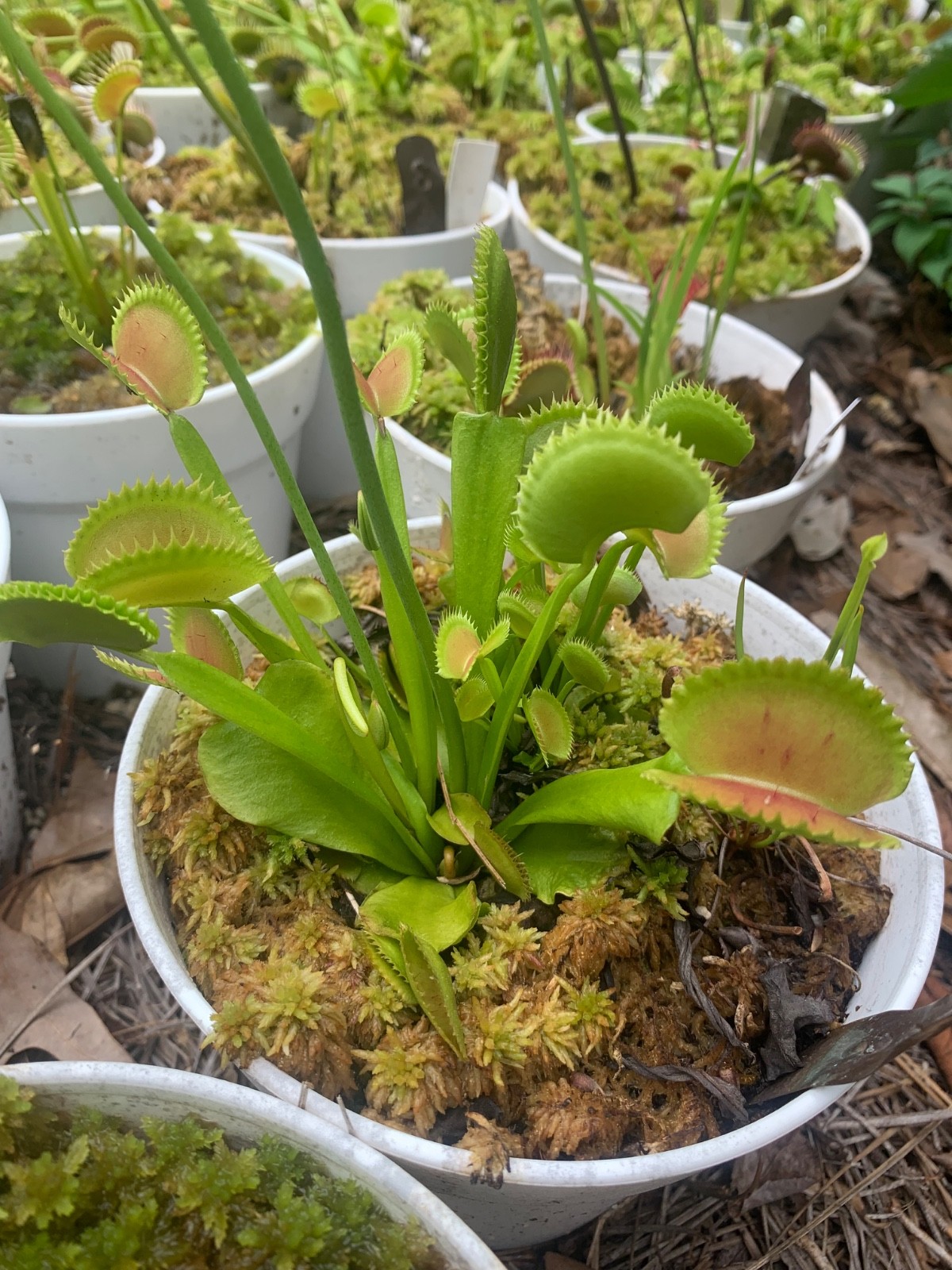 100+ Venus Flytrap seeds + Maxsea plant food