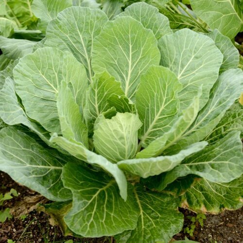 Georgia Southern Collard Seeds 500+ Greens Vegetable NON-GMO USA FREE SHIPPING