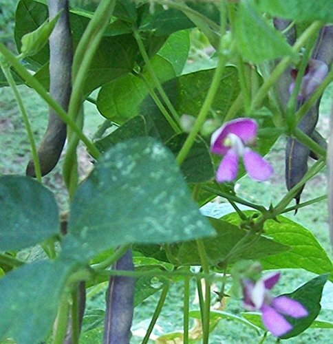 Black Turtle Heirloom Bush Bean – Hardy Plants Grow to 18-24″ -Very Tasteful