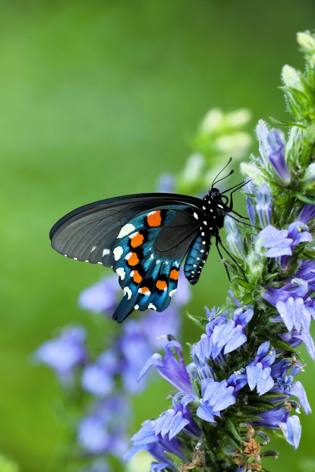 500 GREAT BLUE LOBELIA Upright Lobelia Siphilitica Flower Seeds *Comb S/H