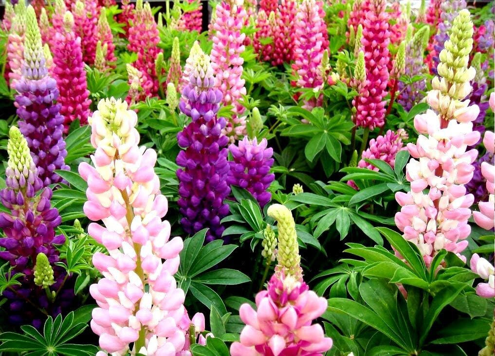 1/2 oz, 500+ seeds Russell Lupine Perennial Mixed Colors Lupinus Polyphyllus