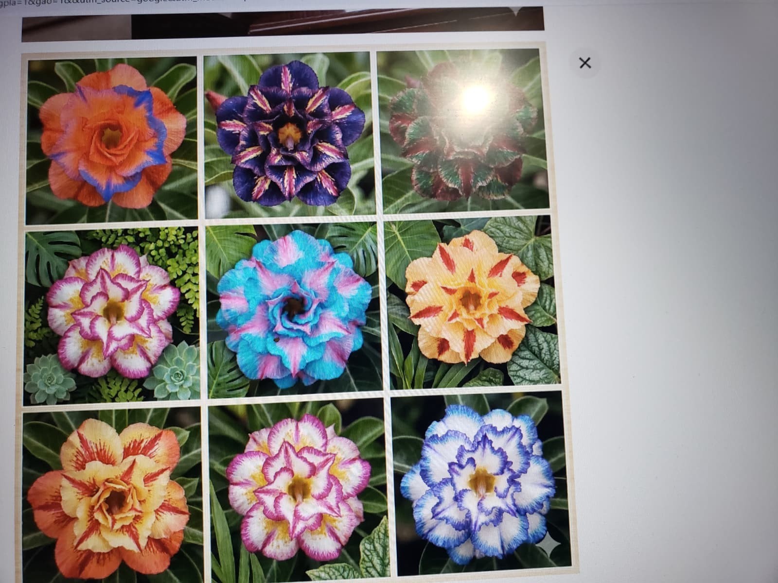 20 Mixed Color-Different Variety-Shape Desert Rose Seeds- USA Seller-Free Ship