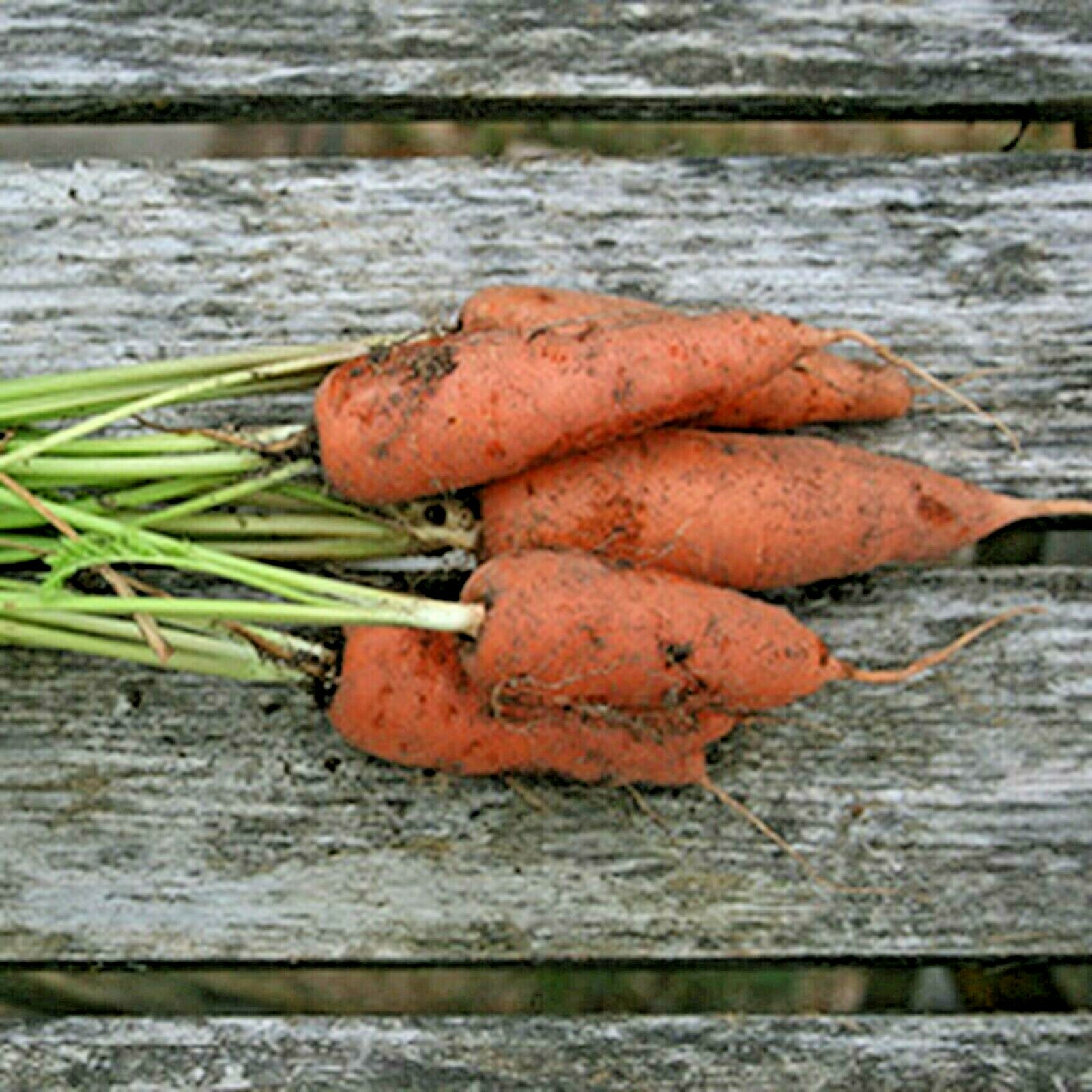401+DANVERS CARROT Seeds Organic Heirloom Vegetable Garden Container Heavy Soils