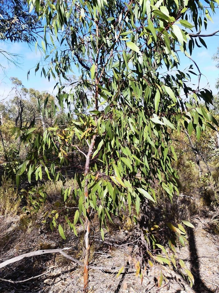 Eucalyptus megacornuta Seeds – ‘Warty Yate’