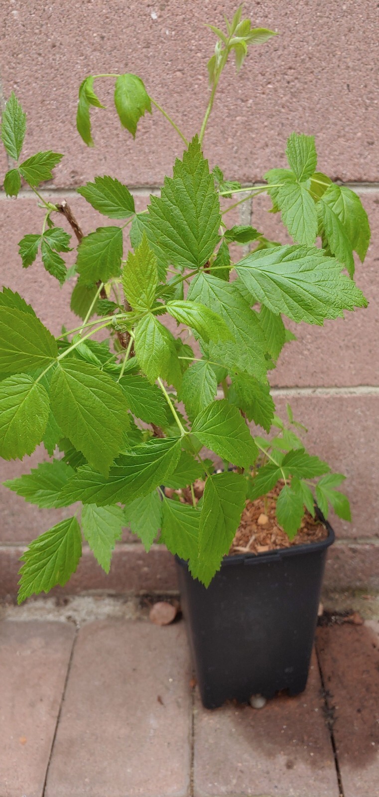 Raspberry Plant (Heritage) Live Plant