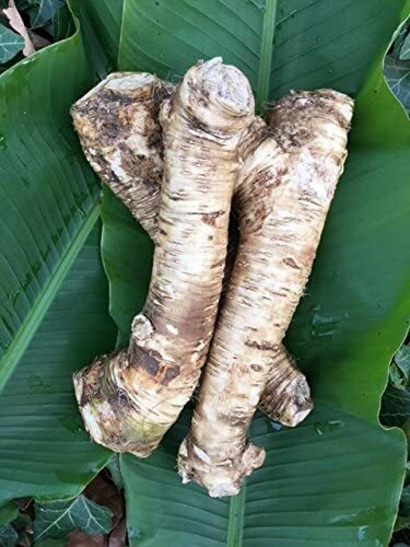 Horseradish Root, Sauget, 5 ounce (Sold by Weight). -Country Creek LLC-