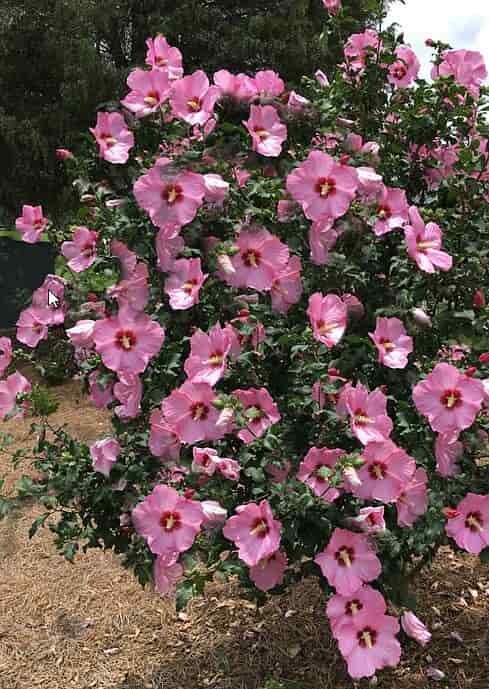 50 Mixed Colors ROSE Of SHARON HIBISCUS Syriacus Flower Tree Bush Seeds Mix