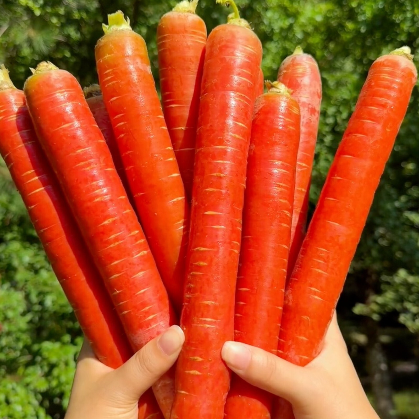 1000pcs Red Fruit Carrot Seeds Sweet and Juicy Heirloom Variety for Home Gardens