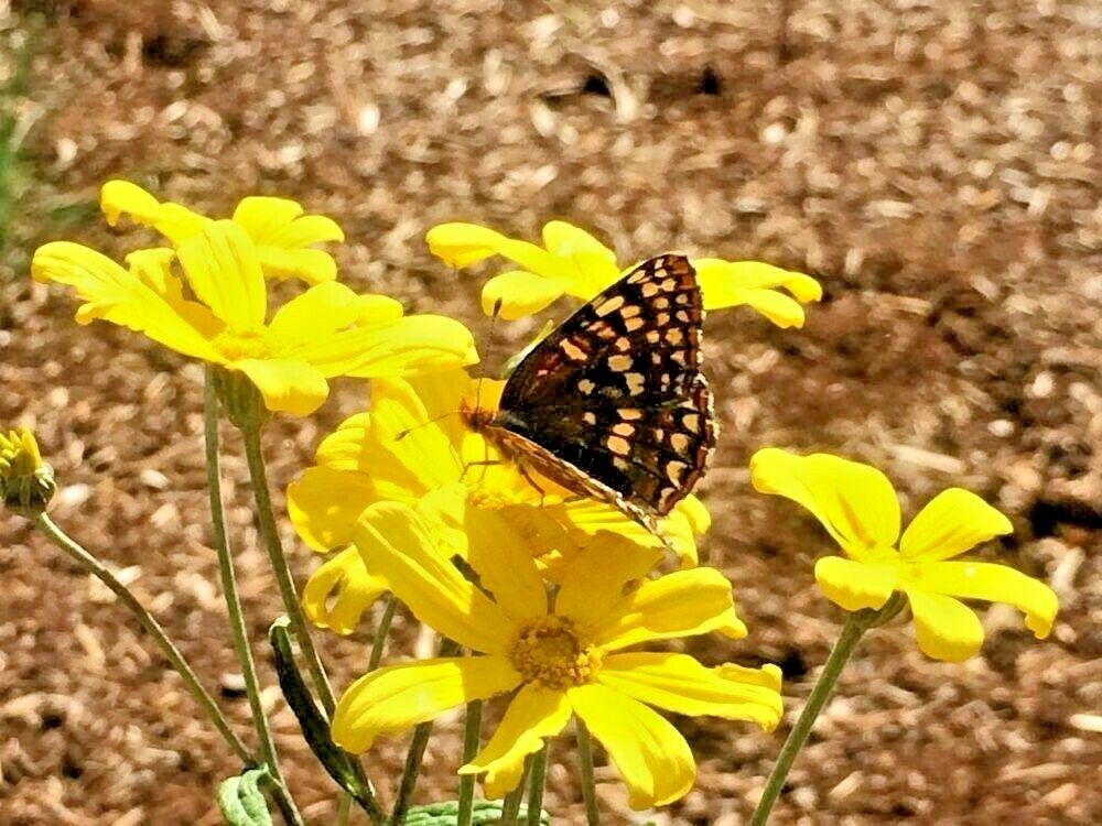 301+OREGON SUNSHINE Seeds Wooley Sunflower Native Wildflower Drought Poor Soils