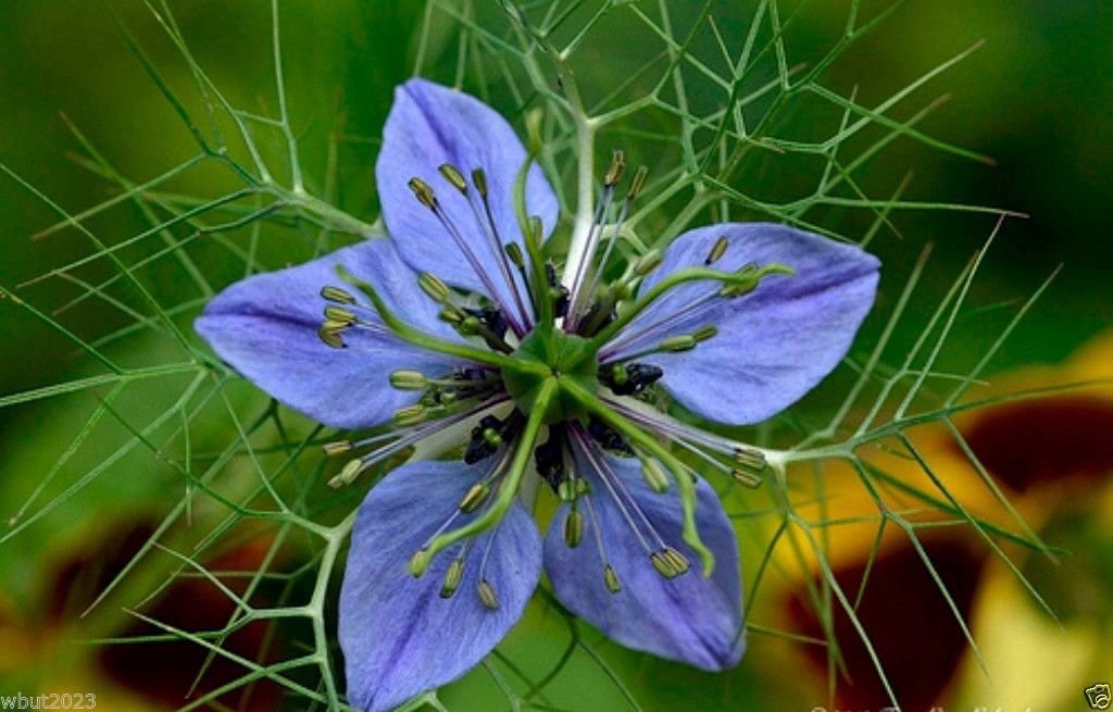 200+ Black Cumin Seed for Planting (Nigella sativa) Non-GMO, Heirloom USA Seller
