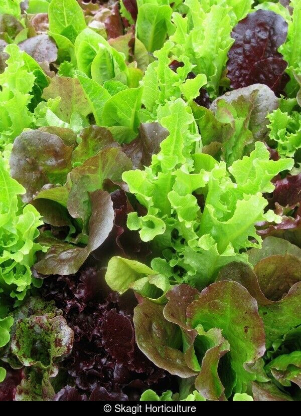 GOURMET SALAD BLEND LEAF LETTUCE 800 SEEDS FRESH FOR 2024 GARDENS
