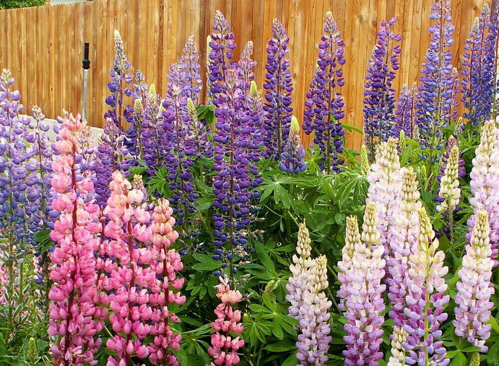 150 Russell Lupine Flower Seeds Lupinus polyphyllus Perennial