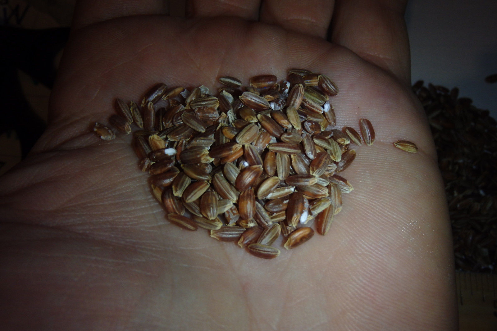 Black, Red rice seeds Forbidden nutty flavor easy to grow organic plants viable!