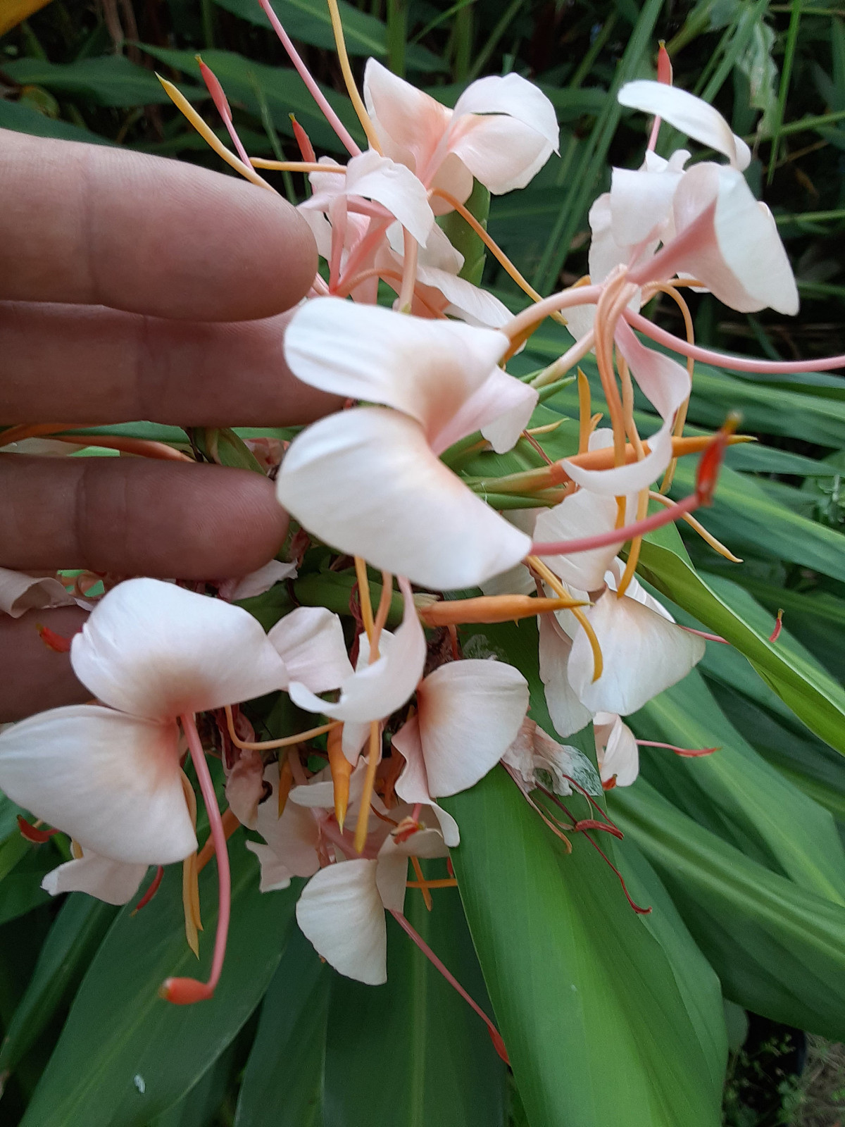 2x Hedychium butterfly ginger rhizomes, Tropical Lily. Easy to care for plant.