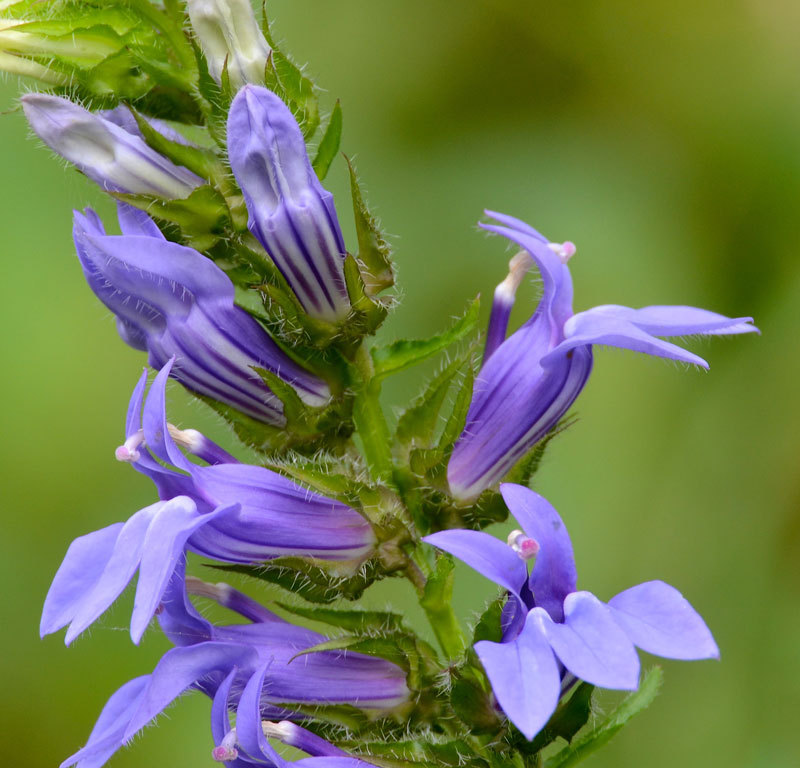 GIANT BLUE LOBELIA 243 SEEDS, LOBELIA SIPHILITICA HARDY, EZ TO GROW, USA SELLER