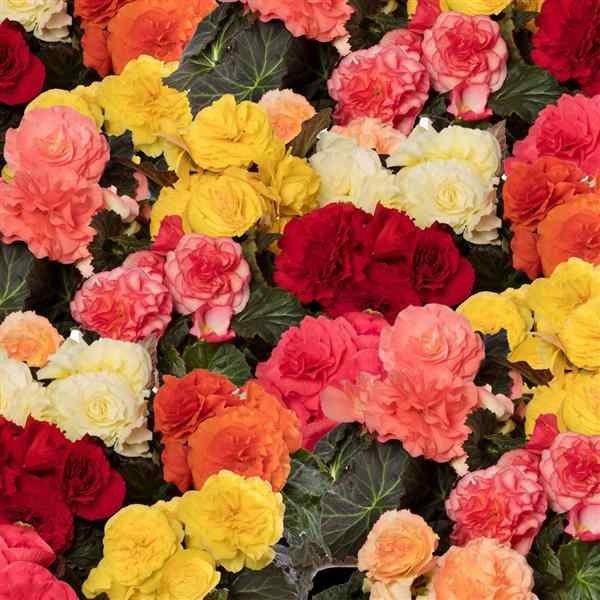 50 Seeds Limitless Begonia Garden Flower Seed Mix – Tuberous Begonias