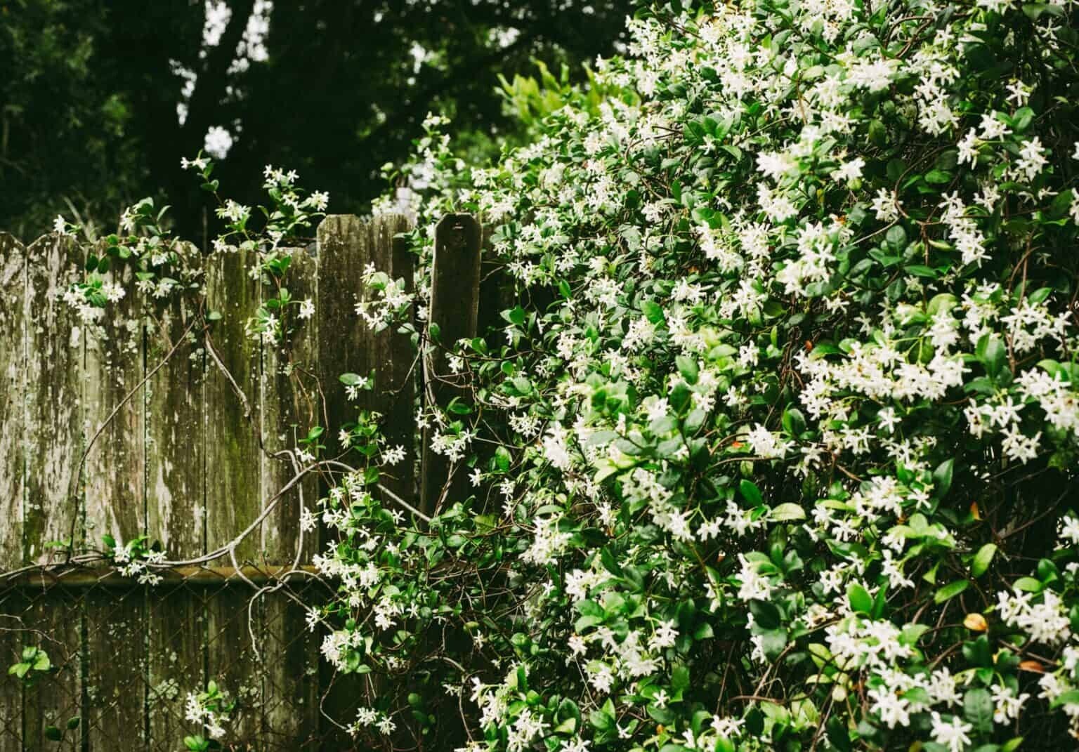 Asiatic Jasmine~Trachelospermum asiaticum~Small Rooted STARTER Plant~Fragrant