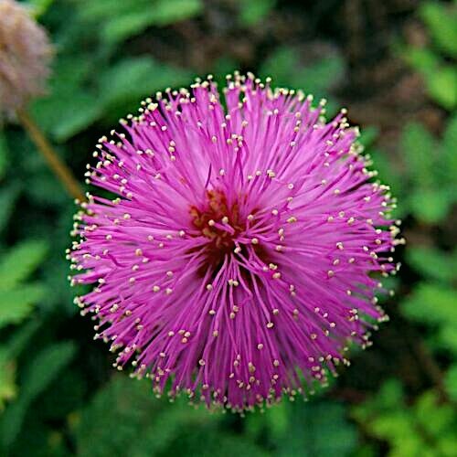 Dwarf (Mimosa pudica) “Sensitive Plant” Tropical Houseplant Flower Tree Seeds