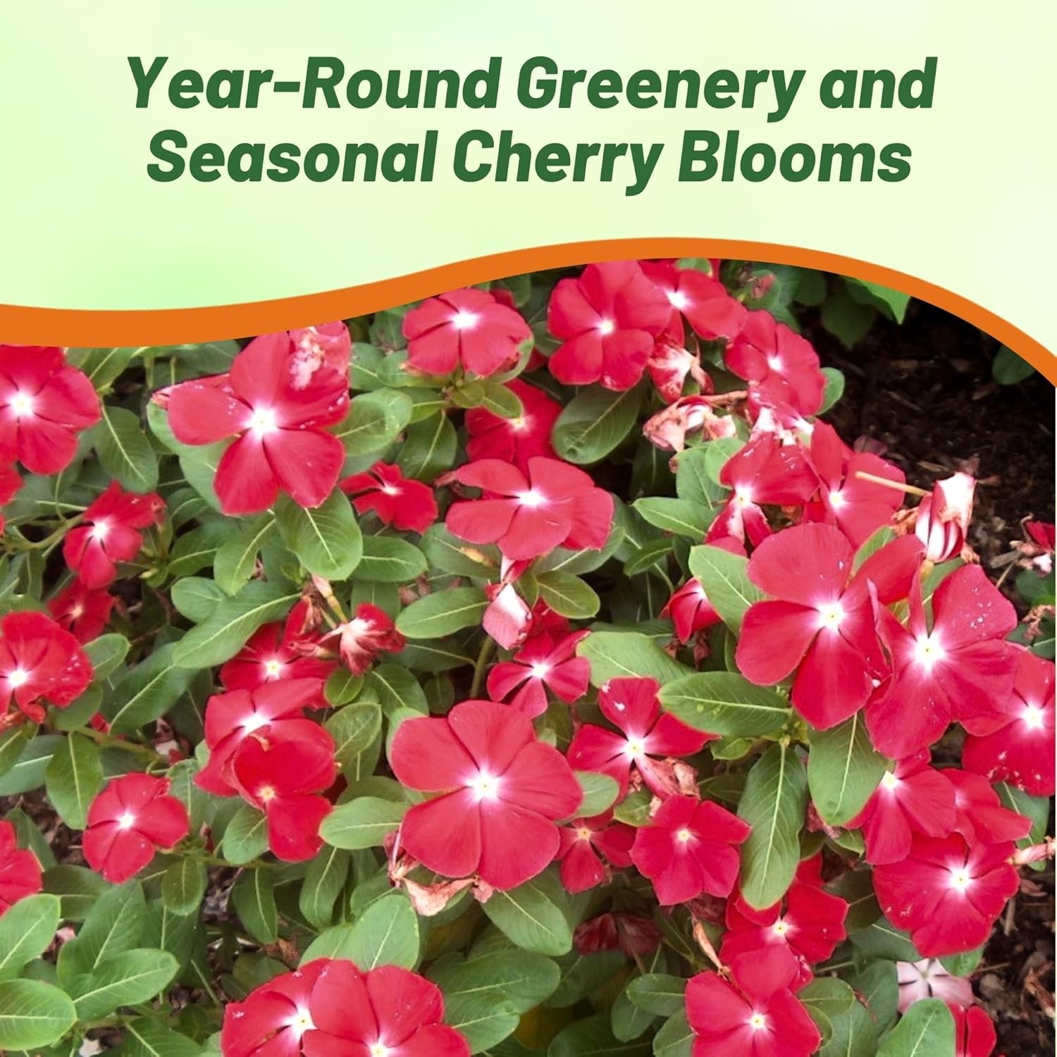 25 Seeds Drought Tolerant Trailing Vinca Perwinkle Ground Cover Plant Seeds