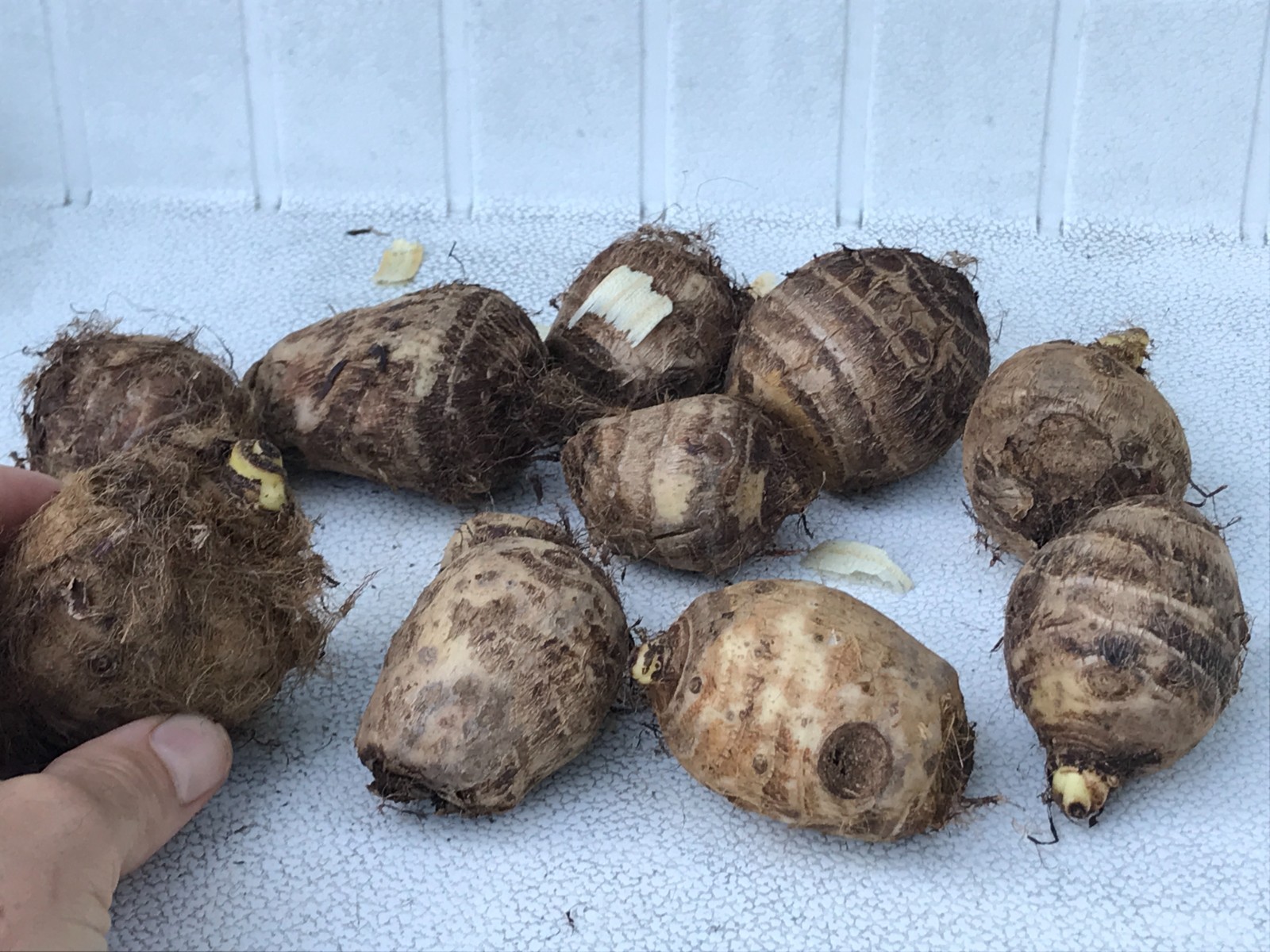 10 LIVE Colocasia Esculenta Elephant Ear Taro Gabi Kalo Eddo Bulbs READY to GROW