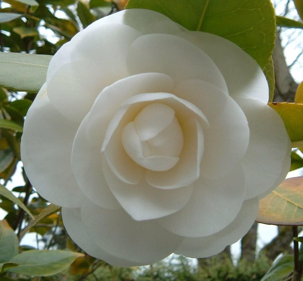100 Mixed Colors Double Camellia Impatiens (Balsam/Lady Slipper/Touch Me Not) Im