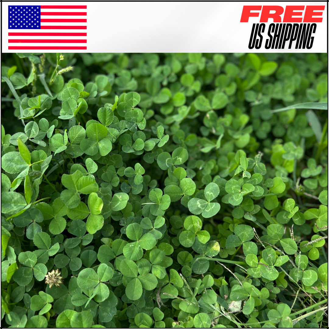 Micro Clover Seed for Lawn, Planting Drought Tolerant Mini Grass Alternative 1Lb