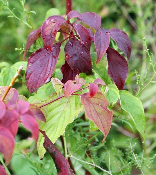 Cornus sericea ssp. sericea | Red Twig or Creek Dogwood | 5 Seeds