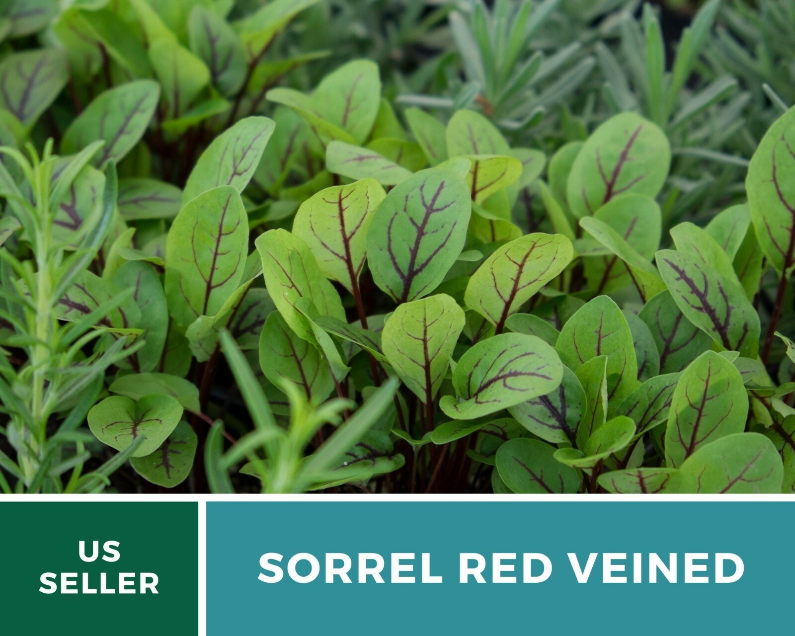 Sorrel, Red Veined – Heirloom Seeds – Culinary Salad Green (Rumex sanguineus)