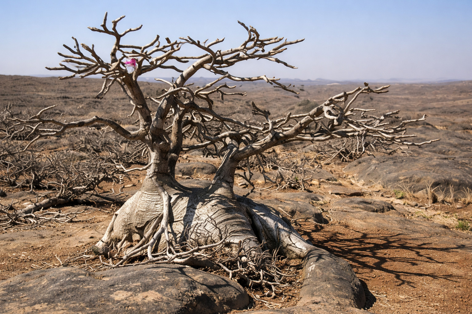 100+ Adenium Arabicum Seeds Rachinee Pan Dok Rare Caudex Desert Rose