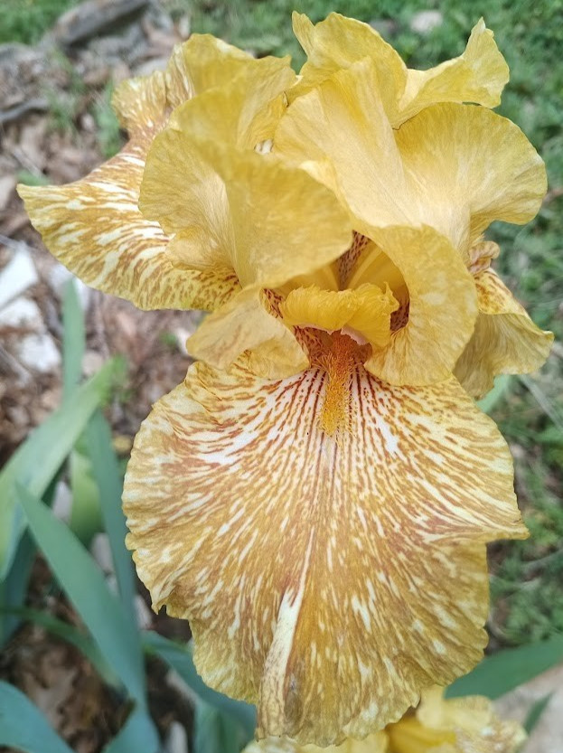 (4) TALL BEARDED IRIS RHIZOME RANDOM MIX BEAUTIFUL FLOWERS ROOT GARDEN PLANTS