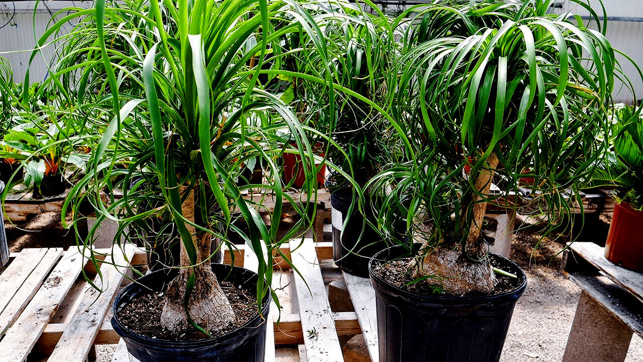 Ponytail Palm Tree Seeds Beaucarnea recurvata Elephant Foot Indoor House Plant