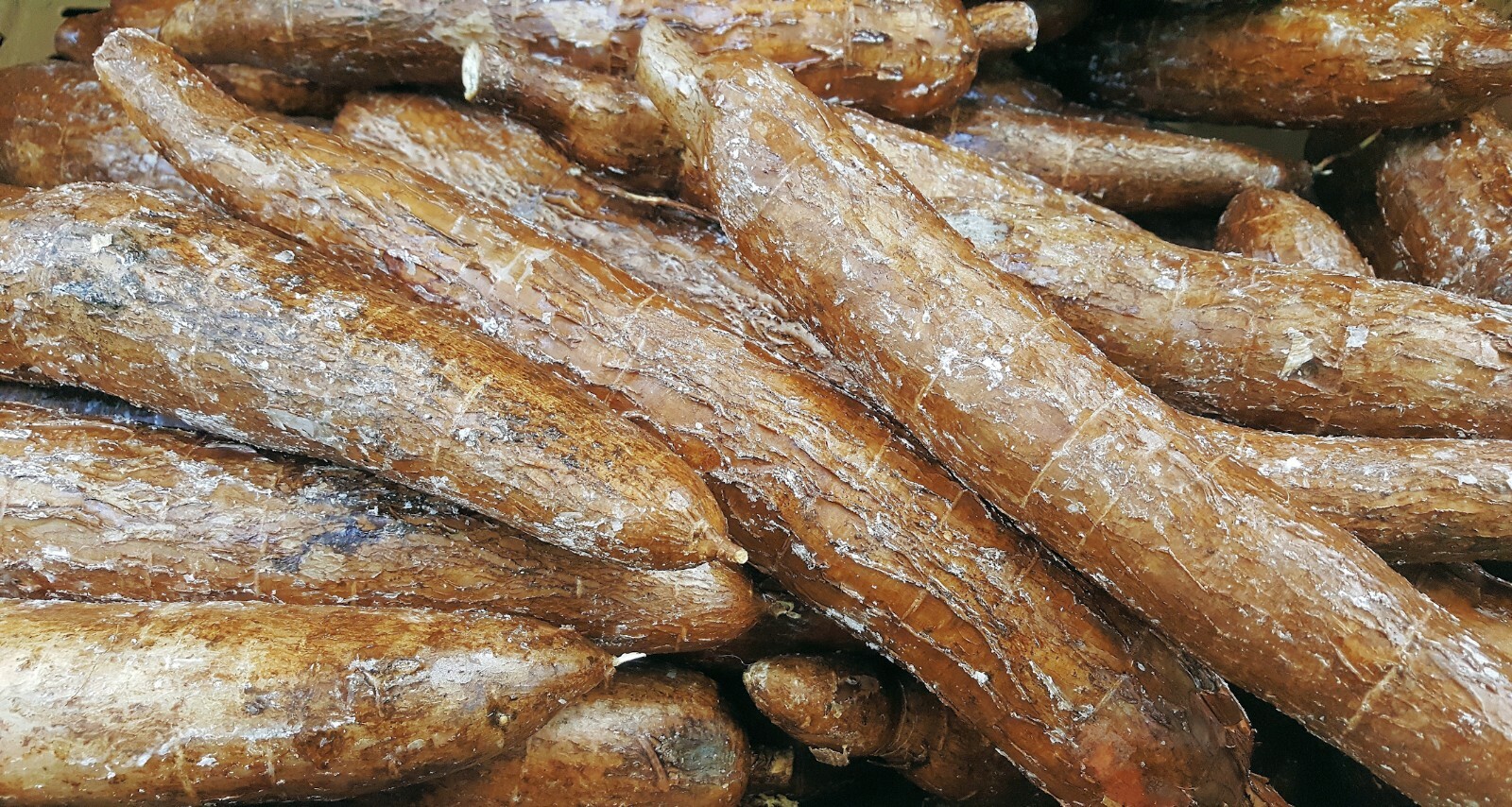 5 RARE Seeds – Tapioca Plant Seed – Cassava Manihot esculenta -See Description