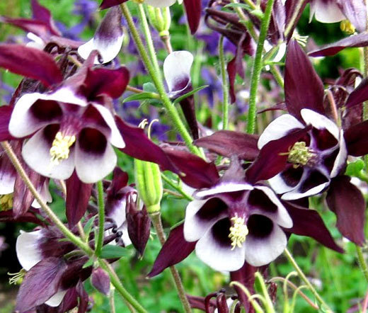 COLUMBINE WILLIAM GUINNESS Aquilegia Vulgaris – 500 Bulk Seeds