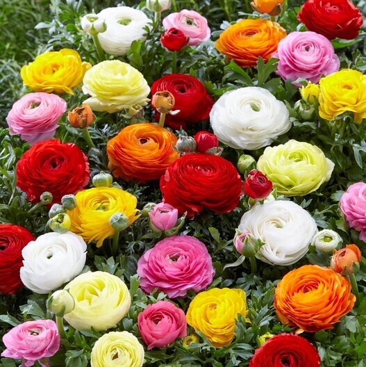 Ranunculus Seeds packet of 60 (Persian Buttercup) USA grown