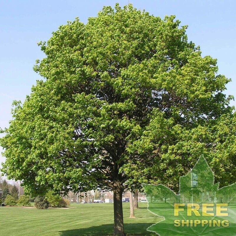 FAST GROWING TREE SEEDS: Norway Maple (Acer Platanoides) Size:10-100 | US Seller