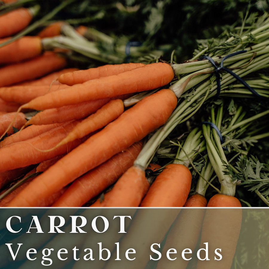 Carrot Vegetable Seeds 400+ Seeds Garden Seeds, Non GMO, Multiple Varieties