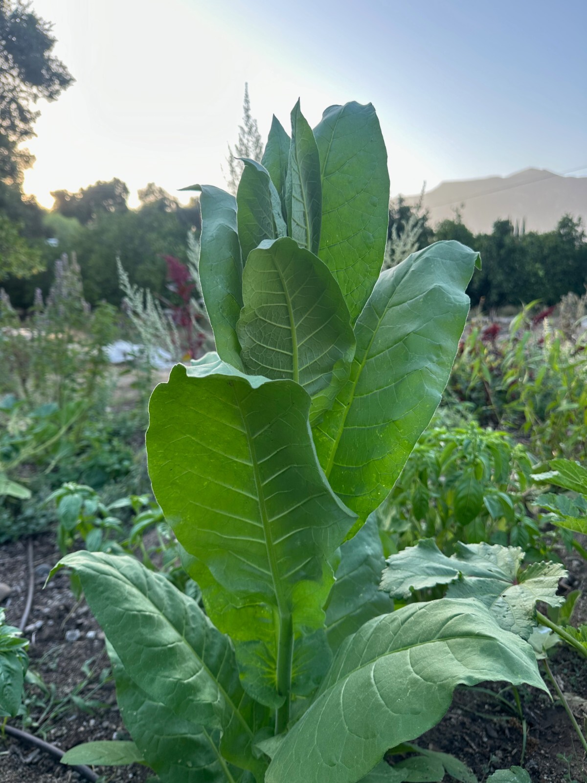 Shirazi Tobacco Seeds: Persian Heirloom USDA Certified Organic USA Grown Non-GMO
