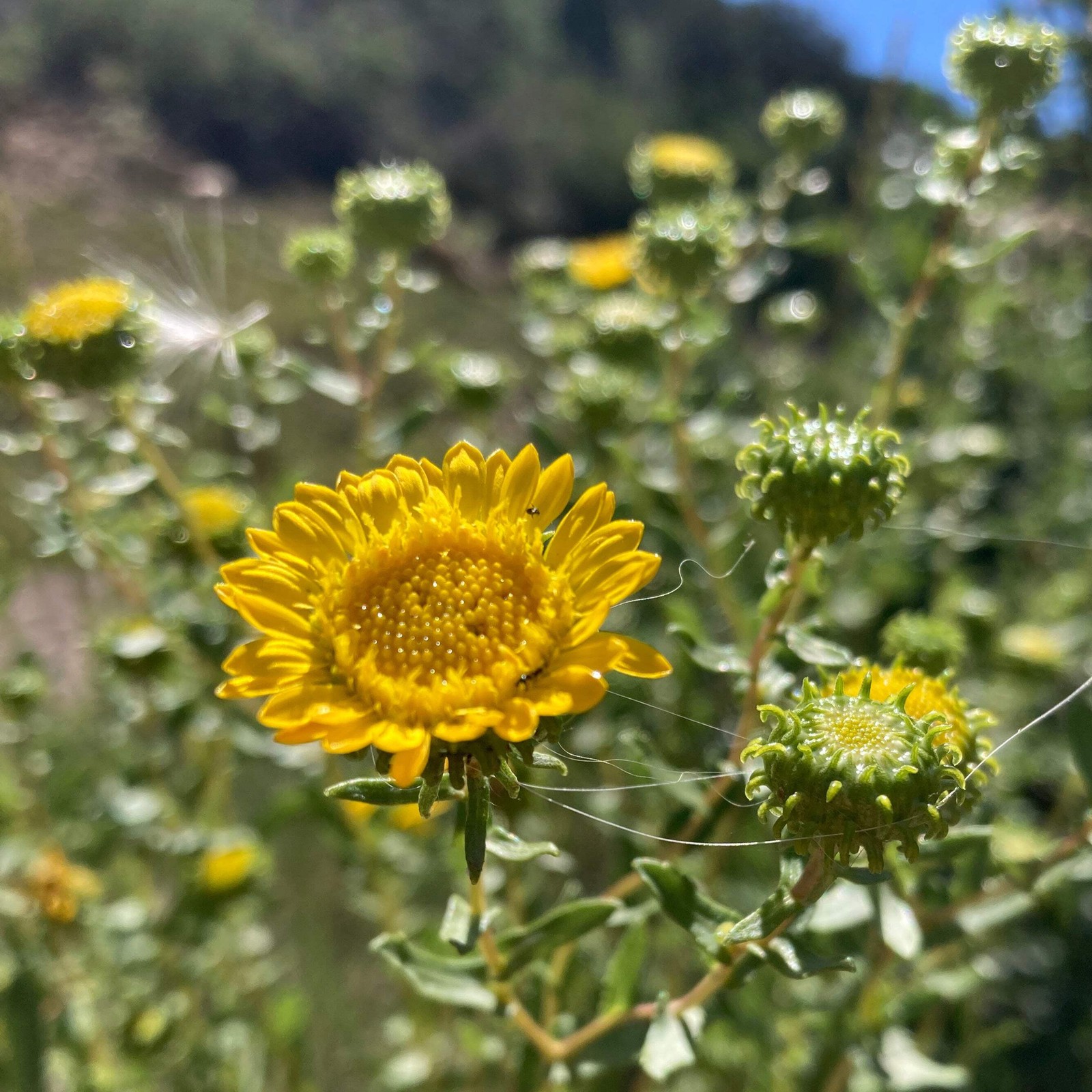 Gumweed Seeds, Grindelia (Grindelia squarrosa) ~Traditional Herb Garden