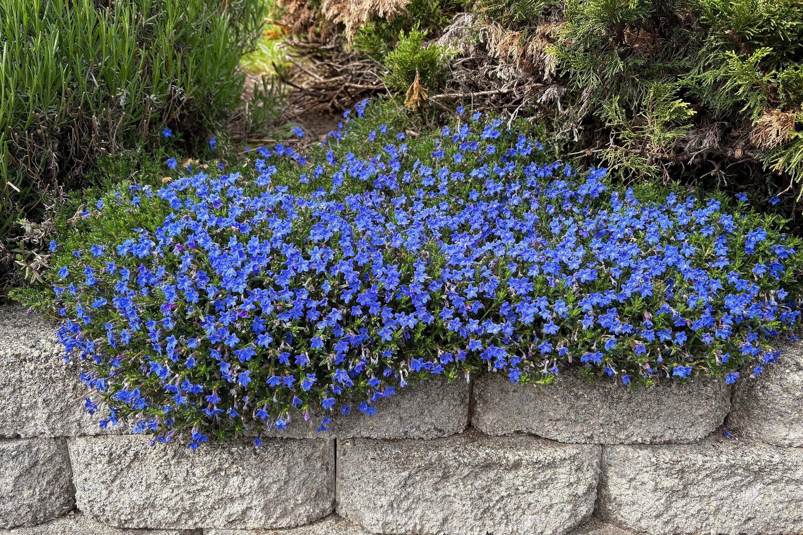 200 CAMBRIDGE BLUE LOBELIA REGATTA Erinus Flower Seeds *Comb S/H