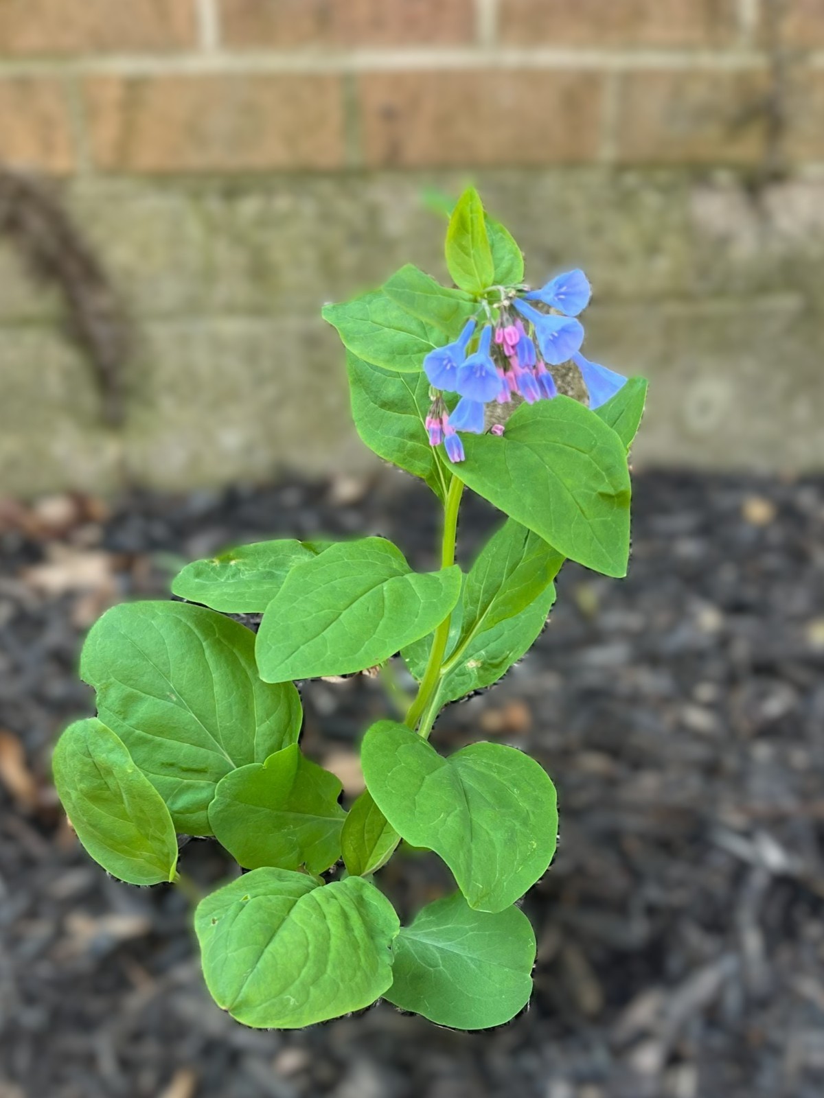 5 Virginia Bluebell roots wild flower shade lover (Mertensia)