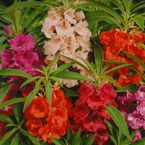 200+ Tom Thumb Impatiens Seeds | Flower Seeds | extra dwarf | Busy Lizzie Flower