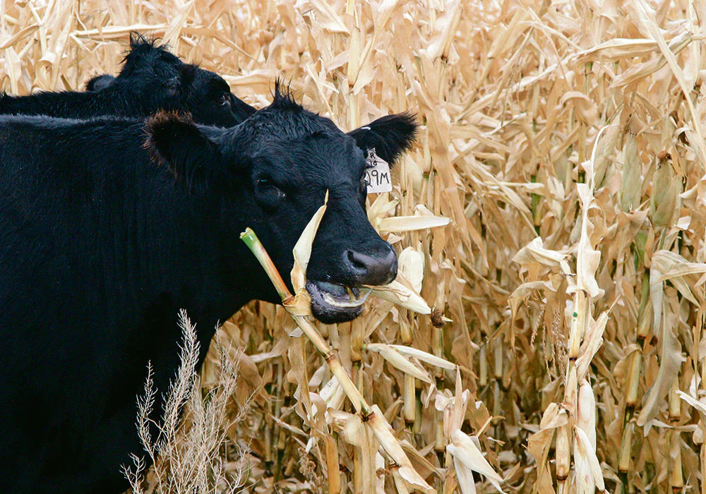 Silver King White Dent Corn Seeds | Open Pollinated Flint Field Feed Silage 2024
