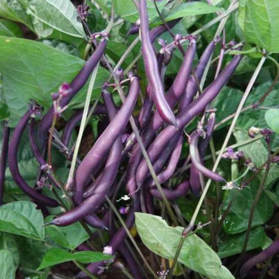 3 Colors Mix Bean Seeds (Mardi Gras Blend) | Purple, Yellow, Green Tricolor 2024
