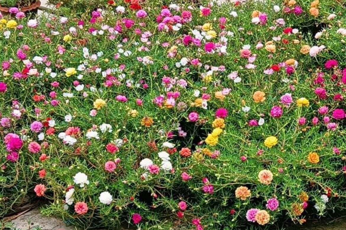 1000+ SEEDS MOSS Rose Double Mix Color- Portulaca grandiflora BUY2GET1FREE