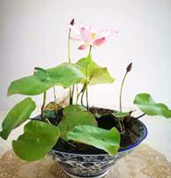 10 Mixed Lotus Bowl Water Lily Seeds -2023NEW!
