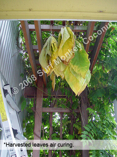 Heirloom Tobacco Seeds 100+ Seed Pack Best Germination Easy Grow: U.S.A. Grown