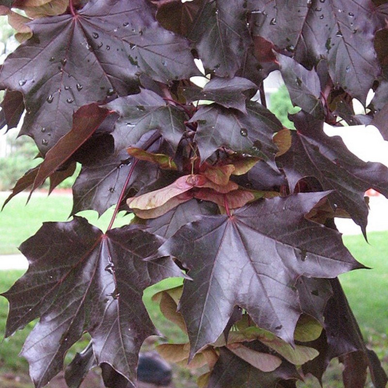 Norway Crimson King Maple Seeds Native Platanoides Fresh Tree Bonzai Award Seed